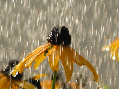 Gotas de lluvia cayendo sobre una flor